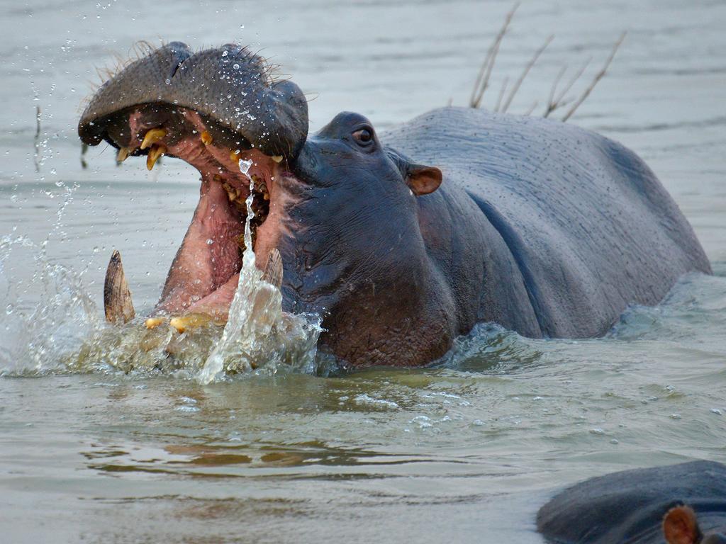 Gondwana Namushasha River Lodge Kongola Eksteriør billede